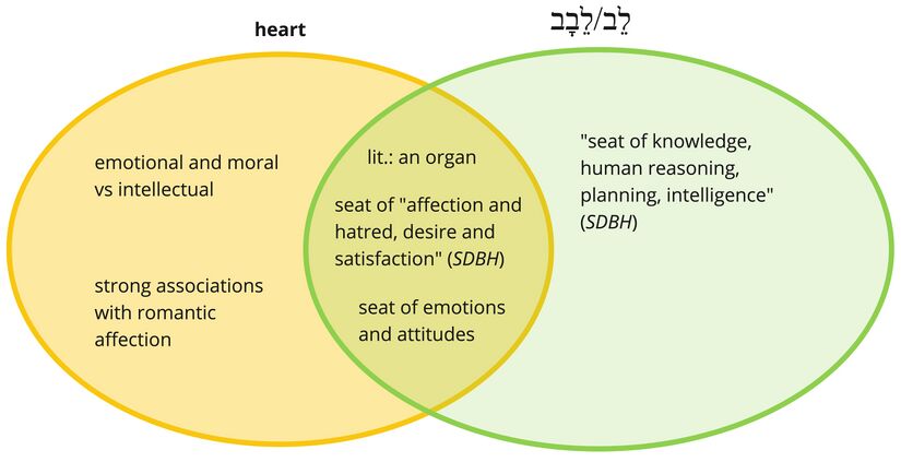 Levav- heart.jpg